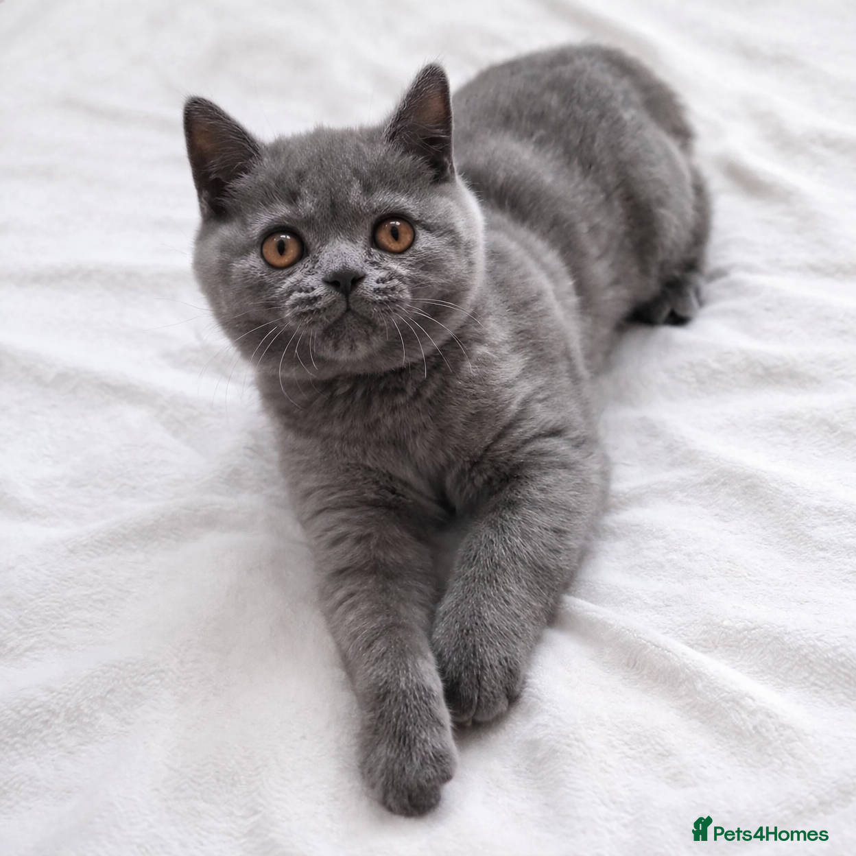 British Shorthair cats 9 Wks Old British Shorthair Male Kitten (1 LEFT) - Advert 3