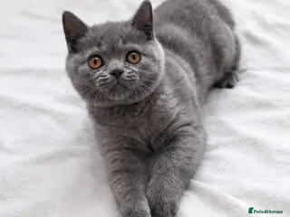 British Shorthair cats 9 Wks Old British Shorthair Male Kitten (1 LEFT) - Advert 3