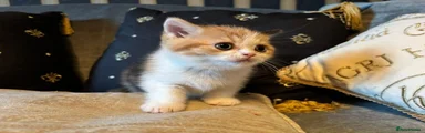 British Shorthair 2