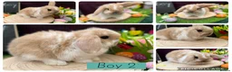 Mini Lop rabbits for sale: X3 Mini lop boys available  - Advert 3