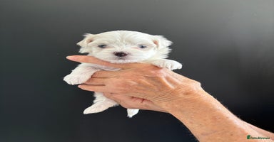 Maltese dogs - Advert 2