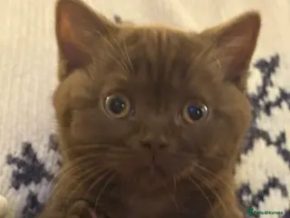 British Shorthair cats Three stunning female chocolate kittens available - Advert 1