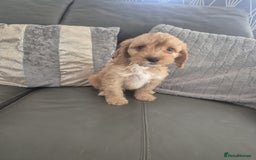 Cockapoo dogs for sale: F1 cockapoo - Ready Now - Image 27