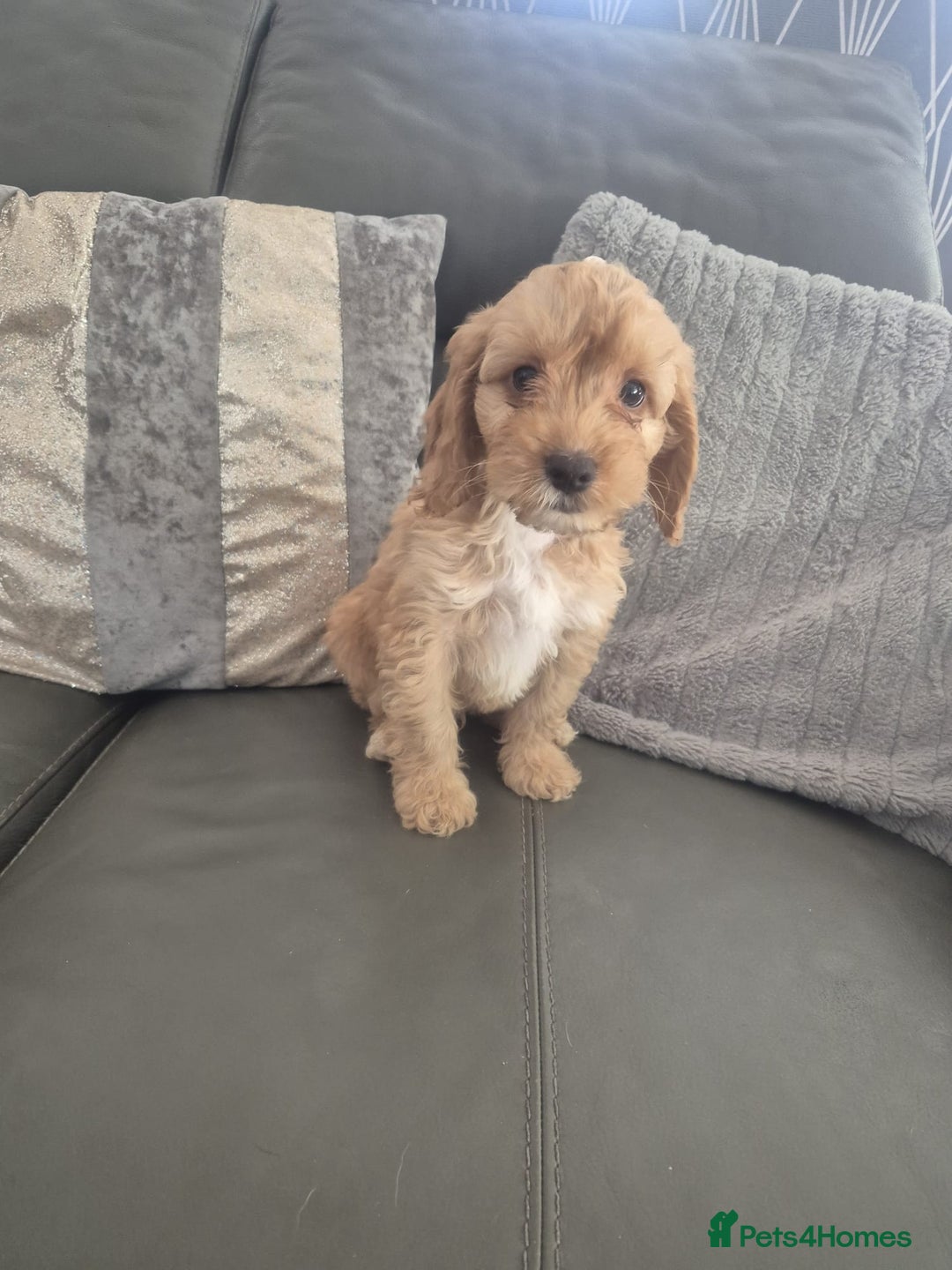 Cockapoo dogs for sale: F1 cockapoo - Ready Now - Image 27