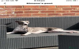 Whippet dogs for sale: Kc reg whippets  - Image 11