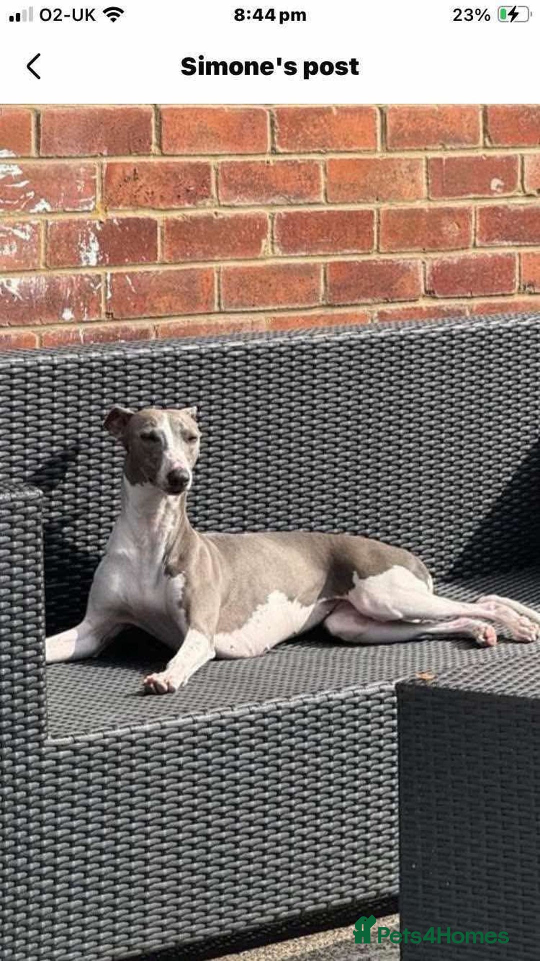 Whippet dogs for sale: Kc reg whippets  - Image 11