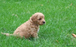 Cavapoo dogs for sale: Cavapoo  - Image 36