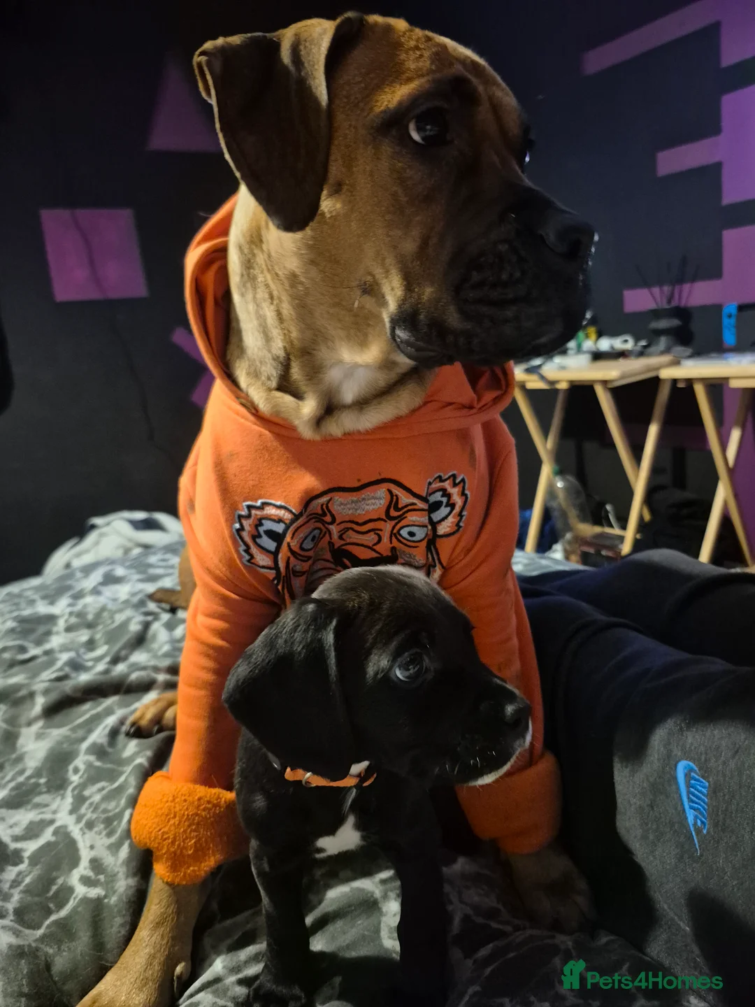 Mixed Breed dogs for sale: Black Bullmastiff BOY X Springer Spaniel  - Advert 2