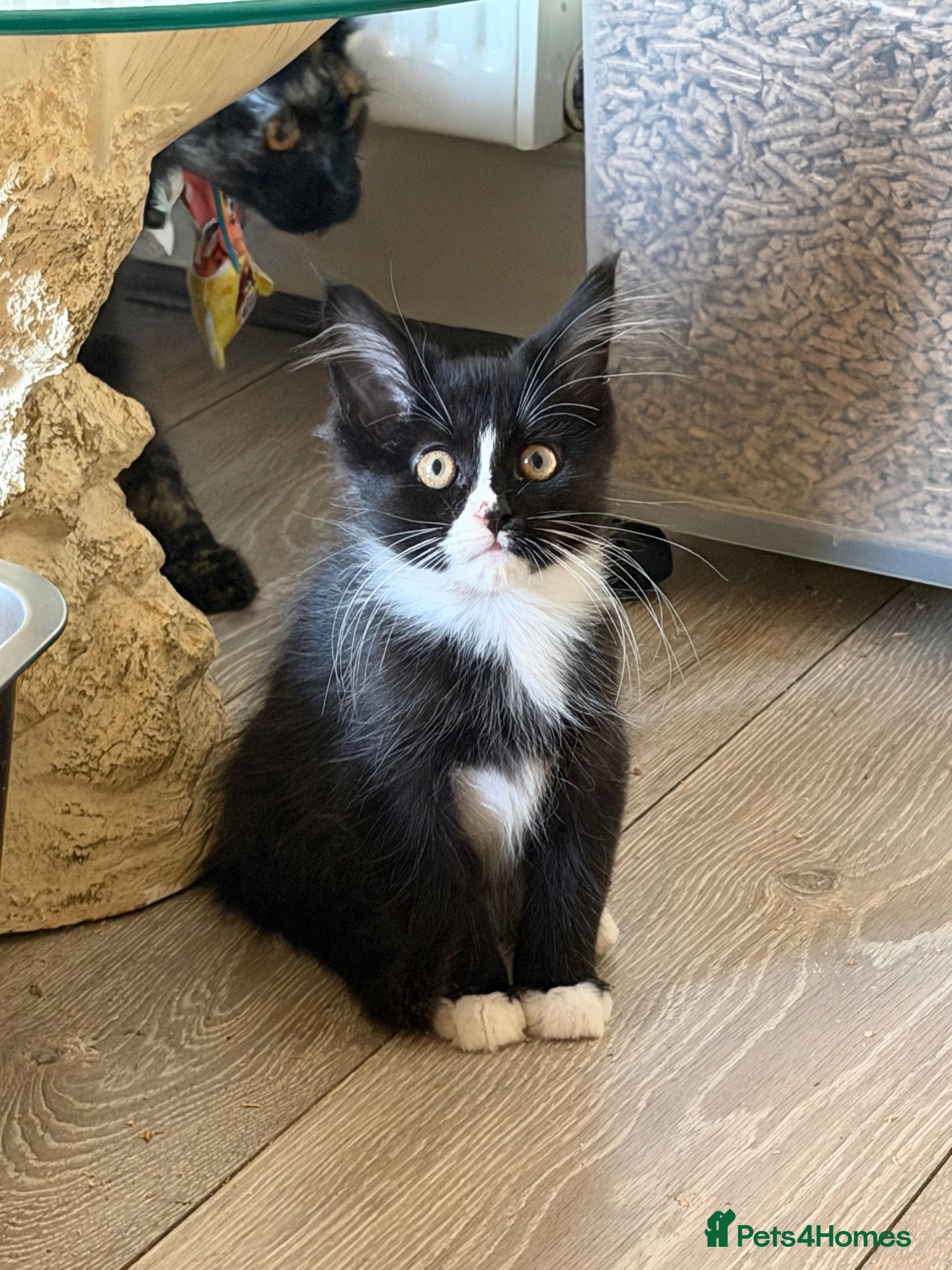Maine Coon cats Maincoon Kitten last boy  - Advert 2