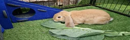 English Lop rabbits for sale: Golden mixed English lop boy  - Advert 2
