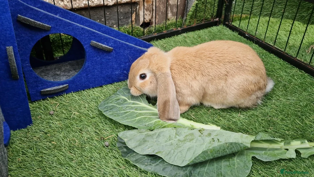 English Lop rabbits for sale: Golden mixed English lop boy  - Advert 2