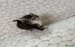 Mixed Breed cats for sale: 7 little kittens - Image 1