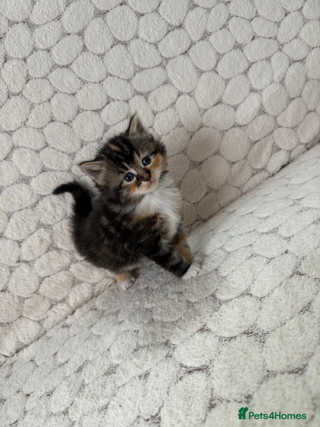 Mixed Breed cats for sale: 7 little kittens - Image 1