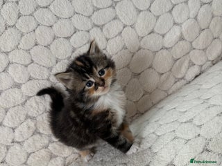 Mixed Breed cats - Advert 4