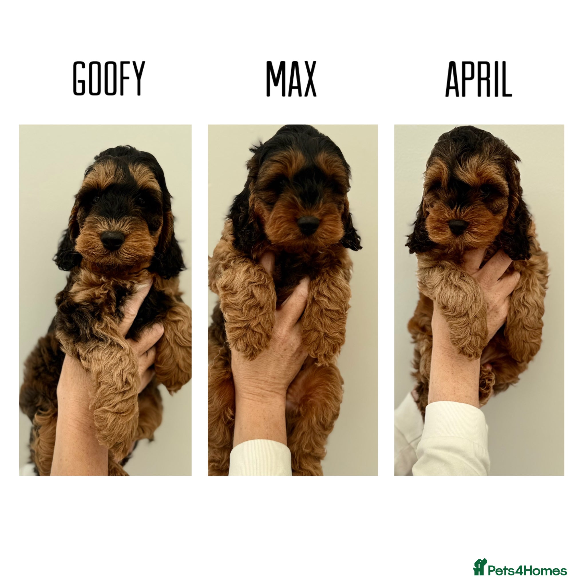 Cockapoo dogs F1 cockapoo puppies  - Advert 3