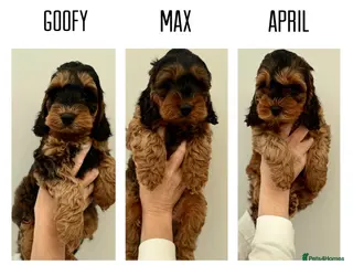 Cockapoo dogs F1 cockapoo puppies - Advert 3