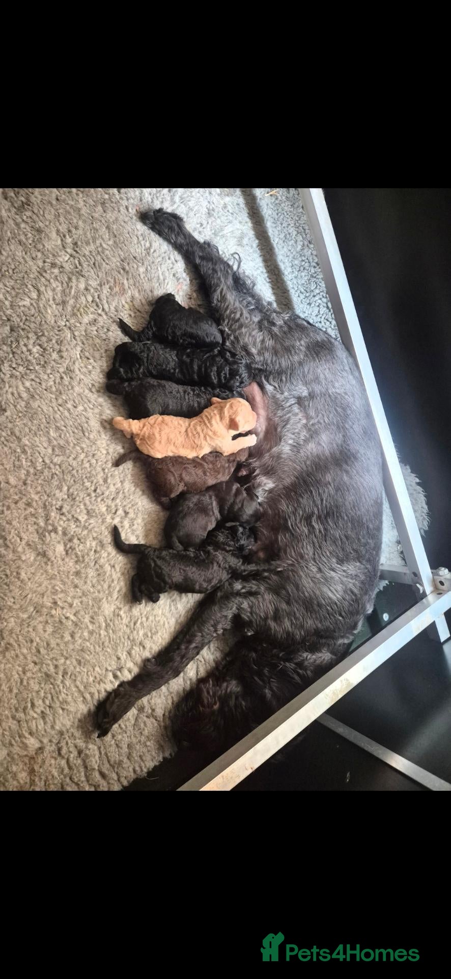 Labradoodle dogs Stunningly beautiful Miniature Labradoodles !  - Advert 1