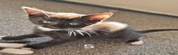 British Longhair cats for sale: Litter of 6 kittens - Advert 8