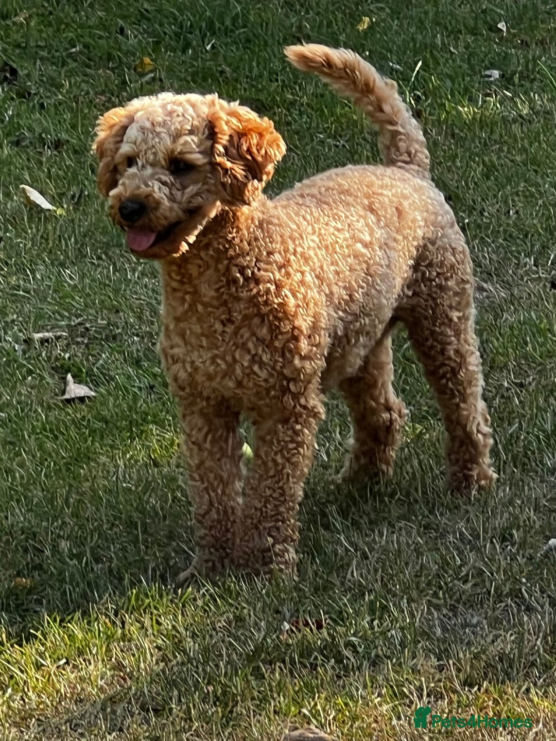 Toy Poodle dogs for stud: KC Registered Red Toy Poodle Fully DNA Tested in Radstock - Image 19