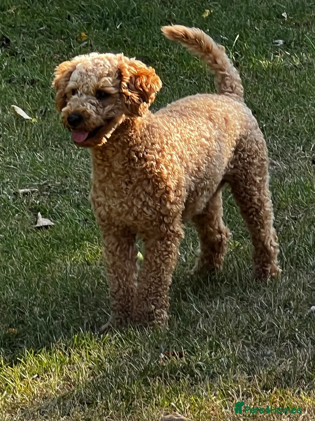 Toy Poodle dogs for stud: KC Registered Red Toy Poodle Fully DNA Tested in Radstock - Advert 19