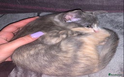 Siamese cats for sale: Siamese oriental mix female £350 READY NOW!! in Southampton - Image 4