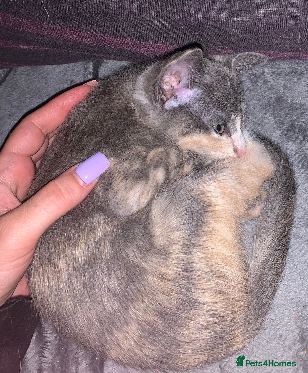 Siamese cats for sale: Siamese oriental mix female £350 READY NOW!! in Southampton - Image 4