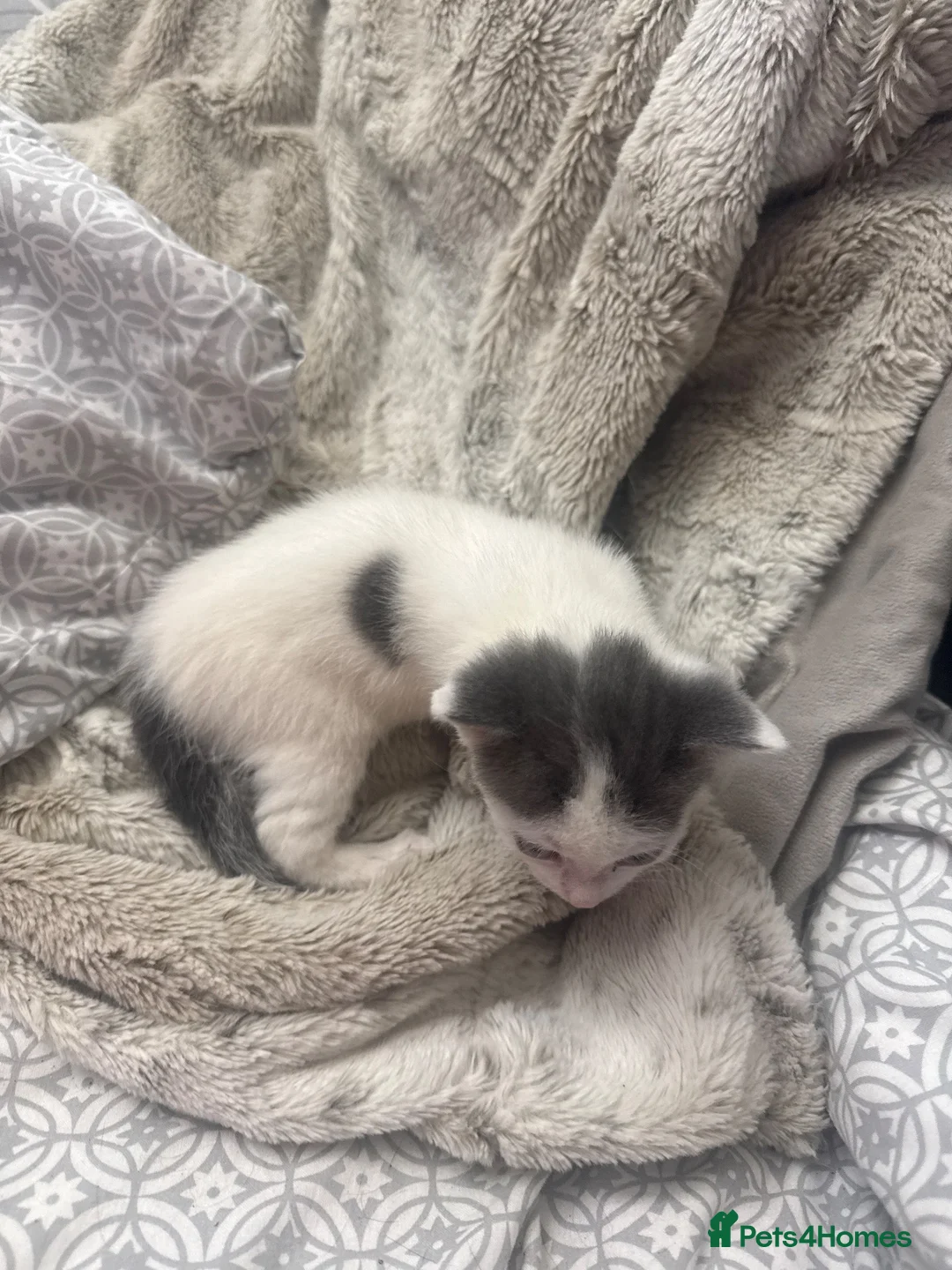Asian cats for sale: Rocky  in Bradford - Advert 2