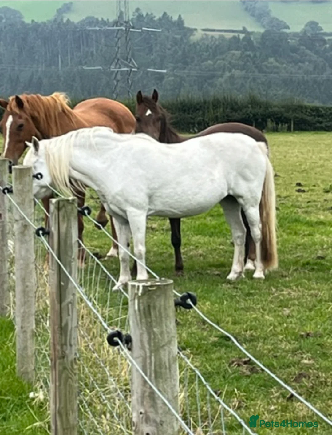 Welsh Section A horses for sale: Section A grey mare  - Advert 2