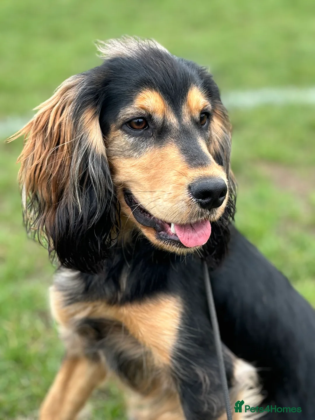 Cockerdor dogs for sale: Hector 2 year old Cockerdor  - Advert 23