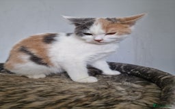 Mixed Breed cats for sale: Ragdoll x british short-hair  - Image 3