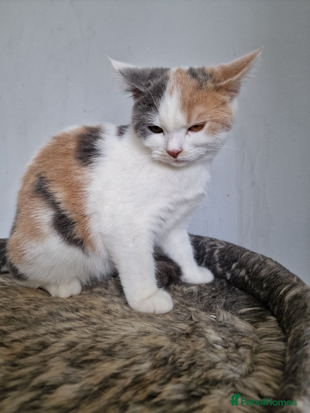 Mixed Breed cats for sale: Ragdoll x british short-hair  - Image 3
