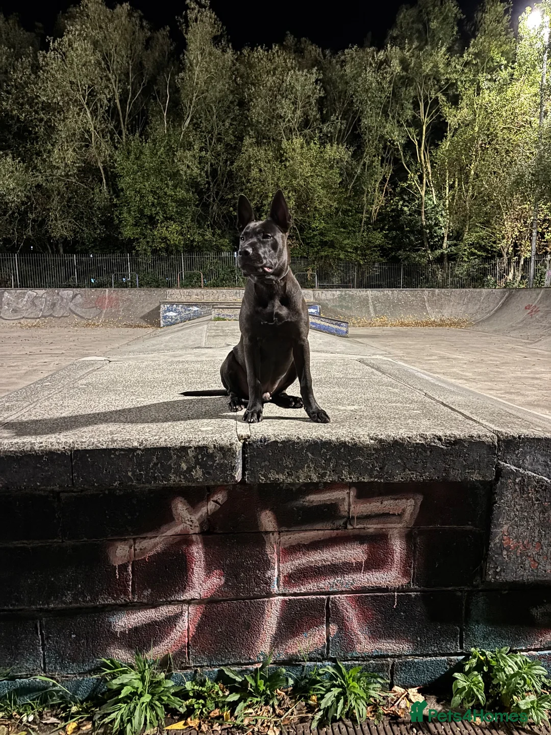 Mixed Breed dogs for sale: Delta Belgium Malinois / Bully  - Advert 2