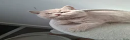 British Shorthair cats for sale: BEAUTIFUL BRITISH SHORTHAIR KITTENS - Advert 26