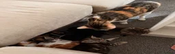 Mixed Breed cats for sale: Ragdoll x Domestic Shorthair Rare Coat Kittens ♥️ in Manchester - Advert 5