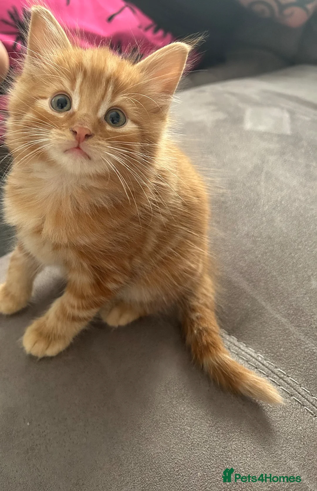Mixed Breed cats for sale: 2 adorable kittens for sale - Advert 3