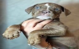 Olde English Bulldogge dogs for sale: 8 week old Olde English Bulldogges  - Advert 7