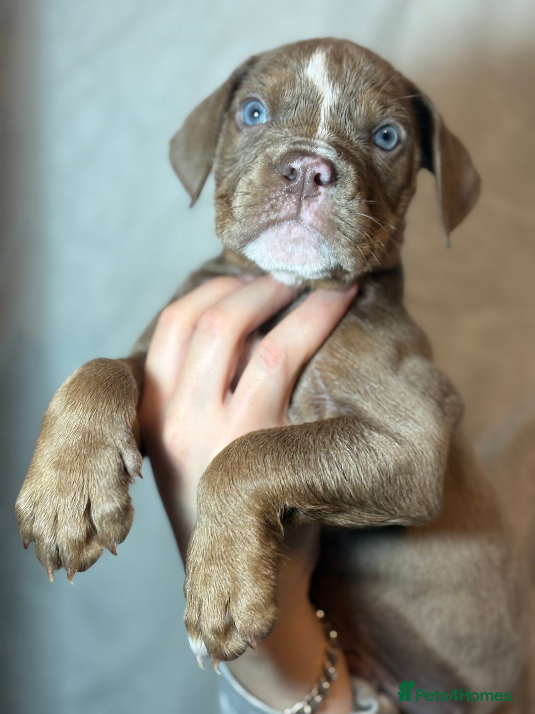 Olde English Bulldogge dogs for sale: 8 week old Olde English Bulldogges  - Advert 7