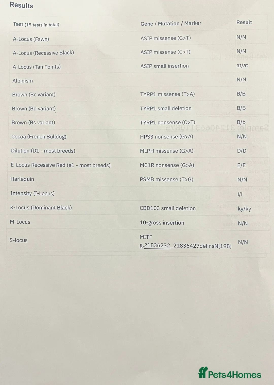 Toy Poodle dogs for stud: Proven Silver Phantom Toy Poodle For Stud! - Advert 2