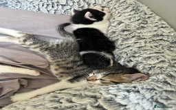 Mixed Breed cats for sale: 5 beautiful, inquisitive fluffy kittens - Image 2