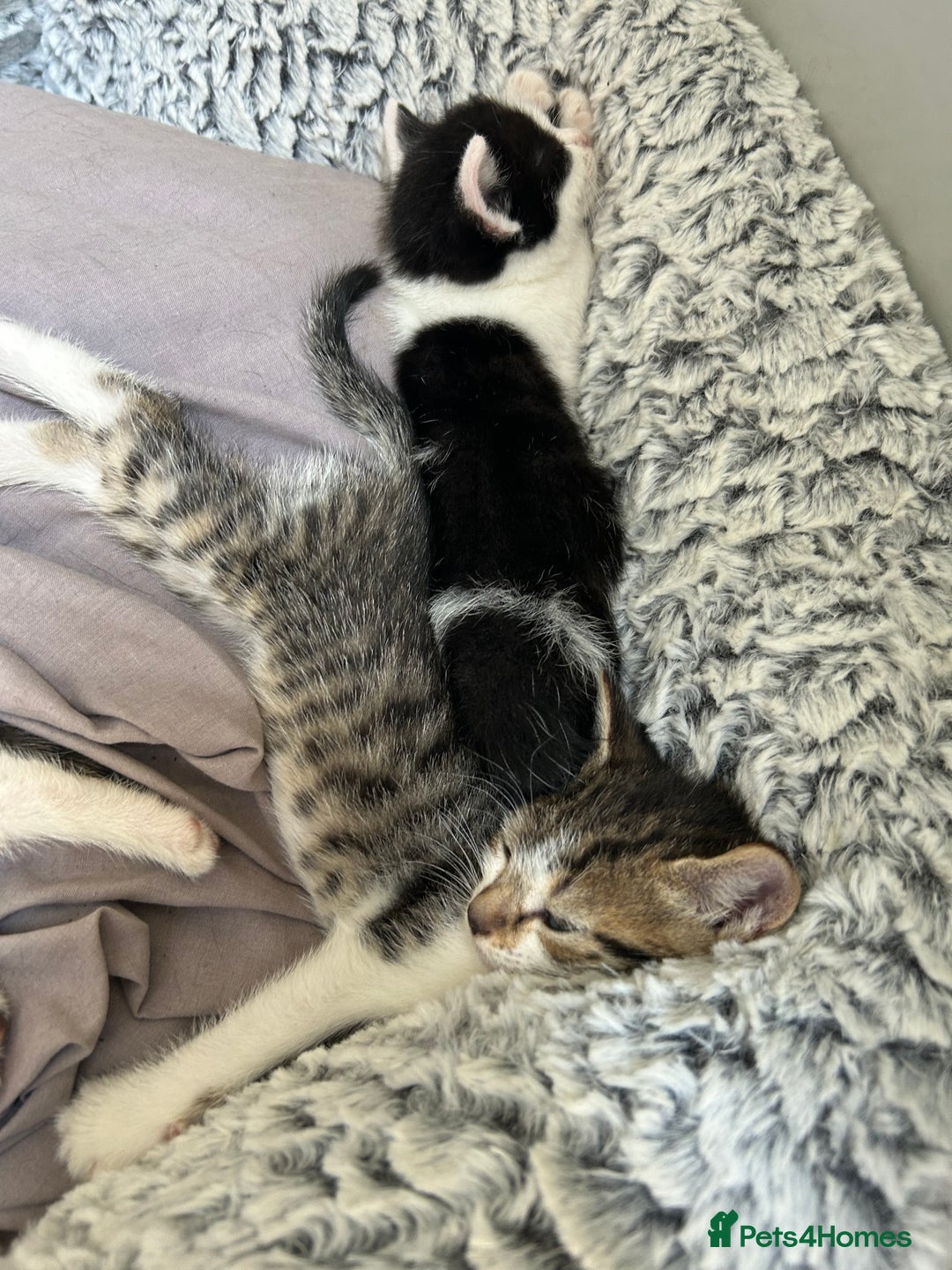 Mixed Breed cats for sale: 5 beautiful, inquisitive fluffy kittens - Image 2