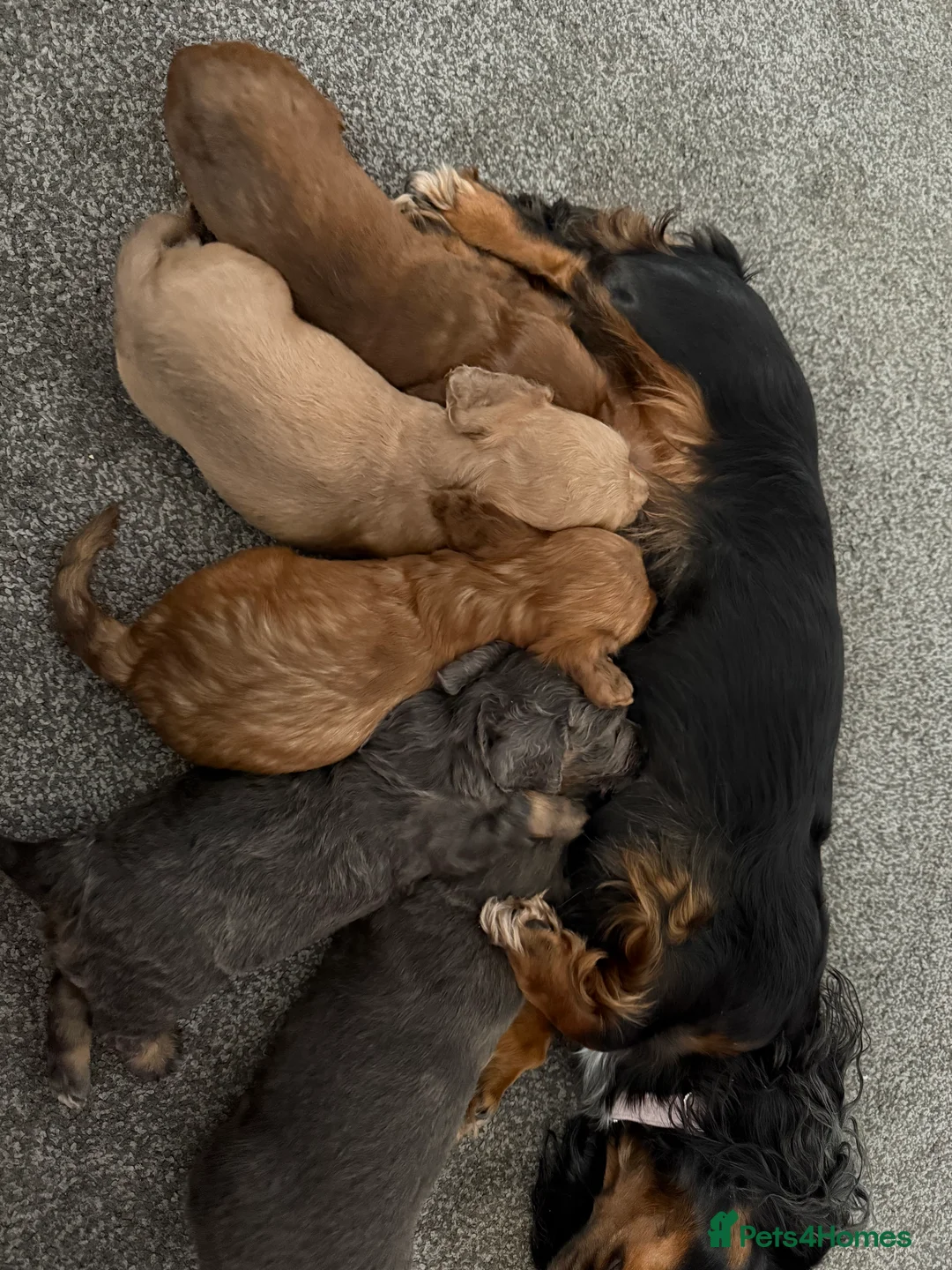 Miniature Dachshund dogs for sale: KC Registered Long Haired Miniature Dachsunds  - Advert 8