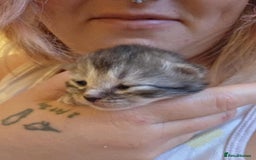 Mixed Breed cats for sale: One little kitten left to pick from - Image 9