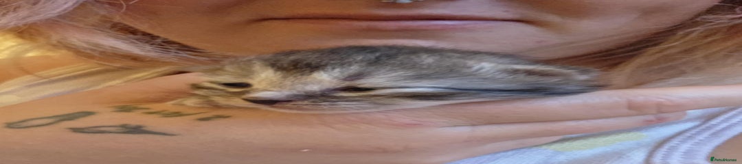 Mixed Breed Kitten 1