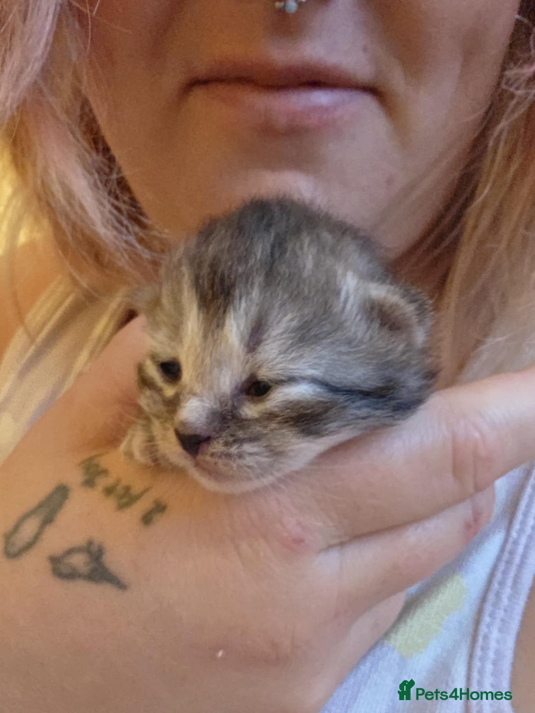 Mixed Breed cats for sale: One little kitten left to pick from - Image 9