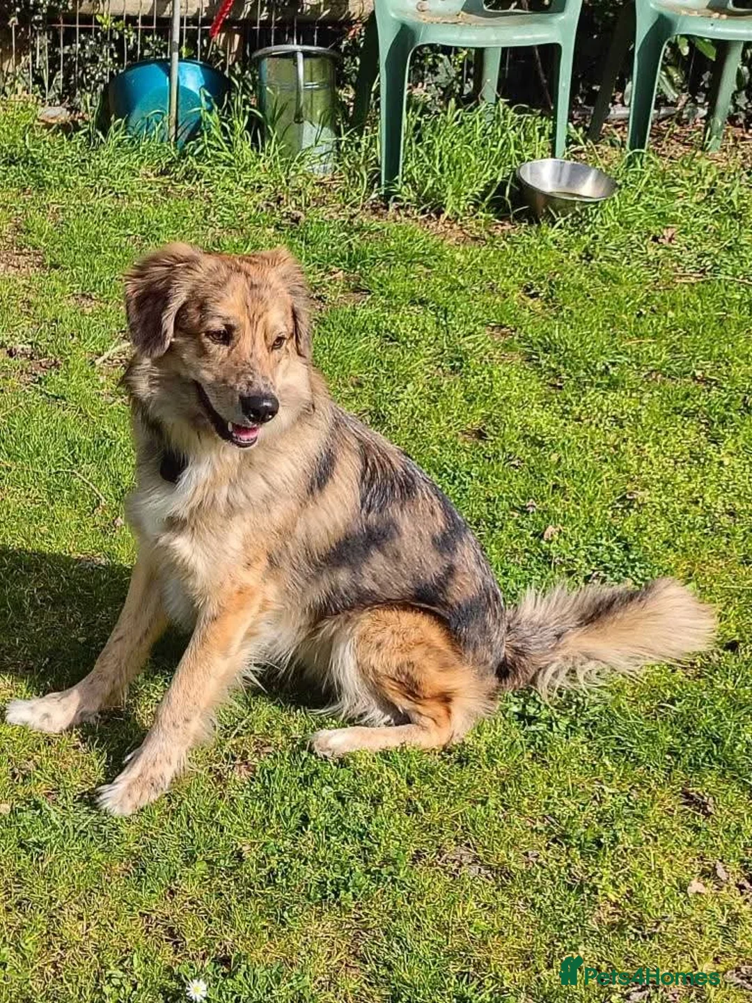 Mixed Breed dogs for adoption: Meet Merlin,currently residing in Gloucestershire  in Gloucester - Advert 2