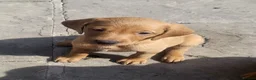Labrador Retriever dogs for sale: Fox Red Labradors, KC registered, Health Checked. - Advert 5