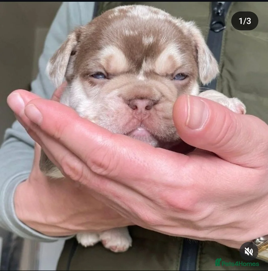 French Bulldog dogs for stud: CREED Fluffy Double Chocolate Merle £500 in South Ockendon - Advert 4