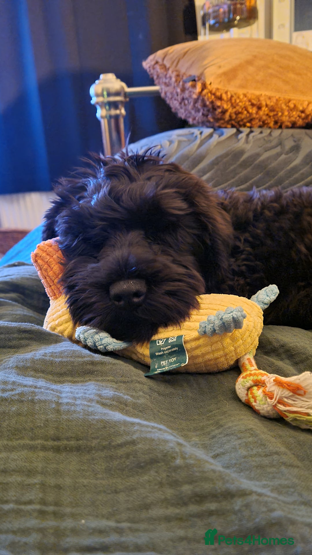 Miniature Schnauzer dogs for stud: Black Miniature schnauzer looking for girlfirend - Advert 11