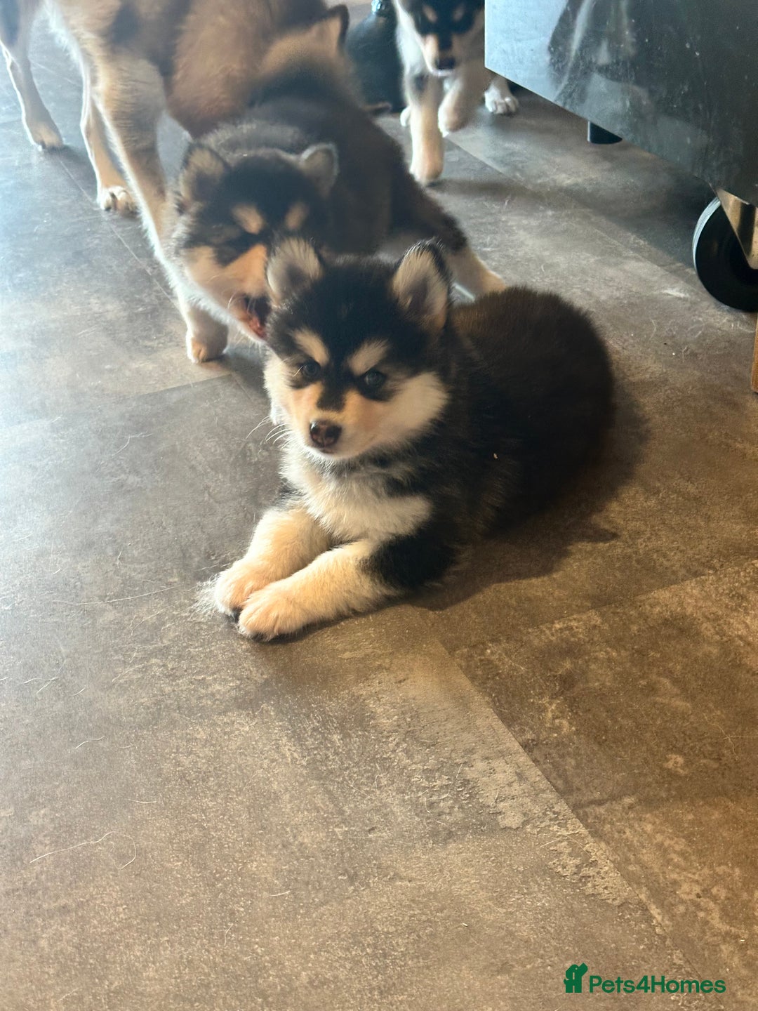 Pomsky dogs for sale: Beautiful husky marked Pomskies  - Image 4