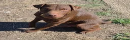 Patterdale Terrier dogs for sale: Patterdale terrier  - Advert 3